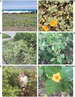 Population genetics of Sida fallax Walp. (Malvaceae) in the Hawaiian Islands